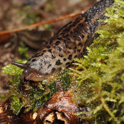 Lumaca tigre Limax Maximus — Bild 1