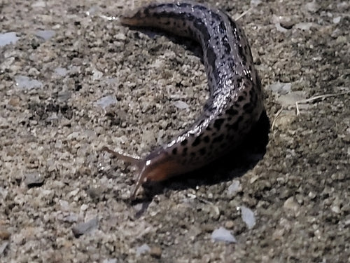 Lumaca tigre Limax Maximus — Bild 5
