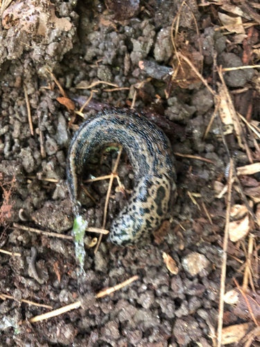 Lumaca tigre Limax Maximus — Bild 4