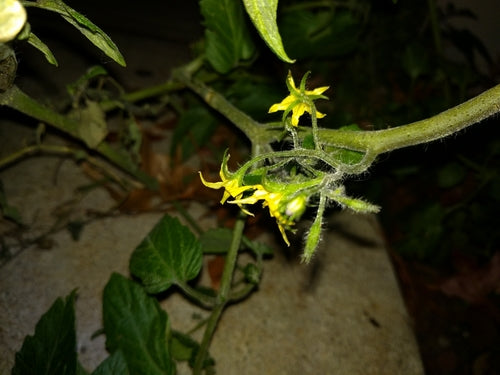 Pomodori — Bild 3
