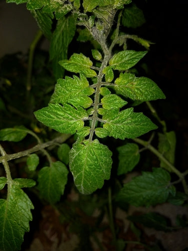 Pomodori — Bild 2