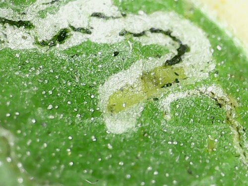 Mosca minatrice fogliare del pomodoro — Bild 3