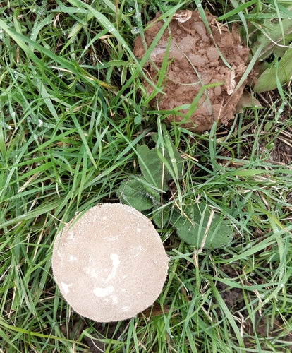 Spolverino per pentole — foto 2 di 9