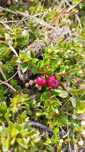 Mirto di torba — Bild 3