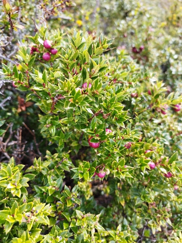 Mirto di torba — Bild 1
