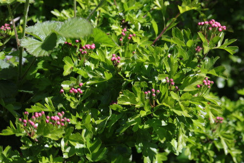 Traenendes Herz - Bild 3