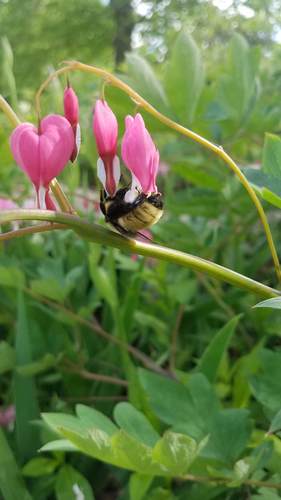 Traenendes Herz - Bild 6