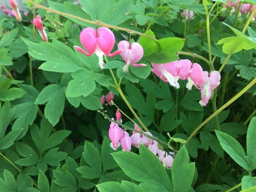 Traenendes Herz - Bild 1