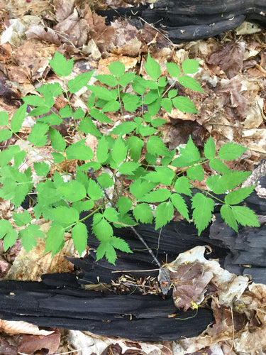 Cohosh nero — Bild 4