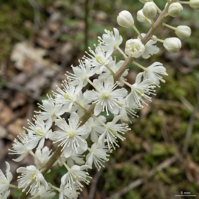 Cohosh nero