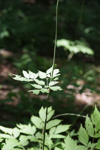 Cohosh nero — Bild 2