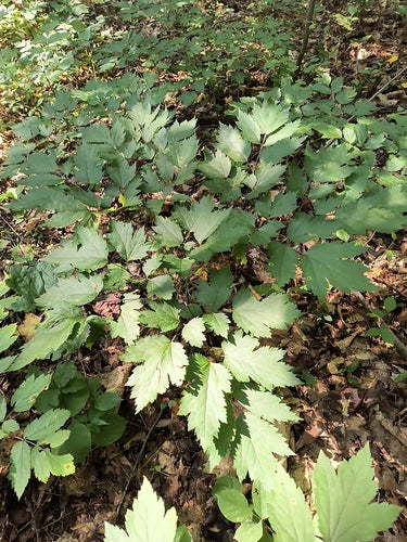 Cohosh nero — Bild 1