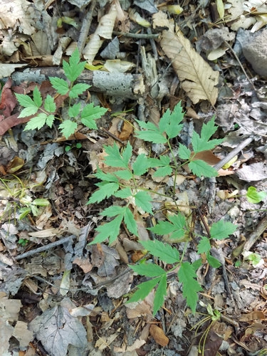 Cohosh nero — Bild 5