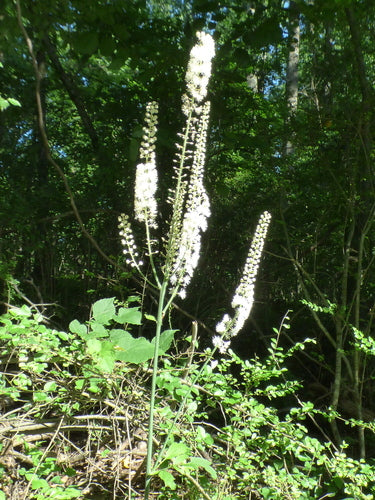 Cohosh nero — Bild 3