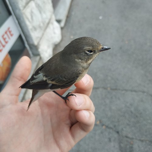 pigliamosche pezzato — foto 3 di 10