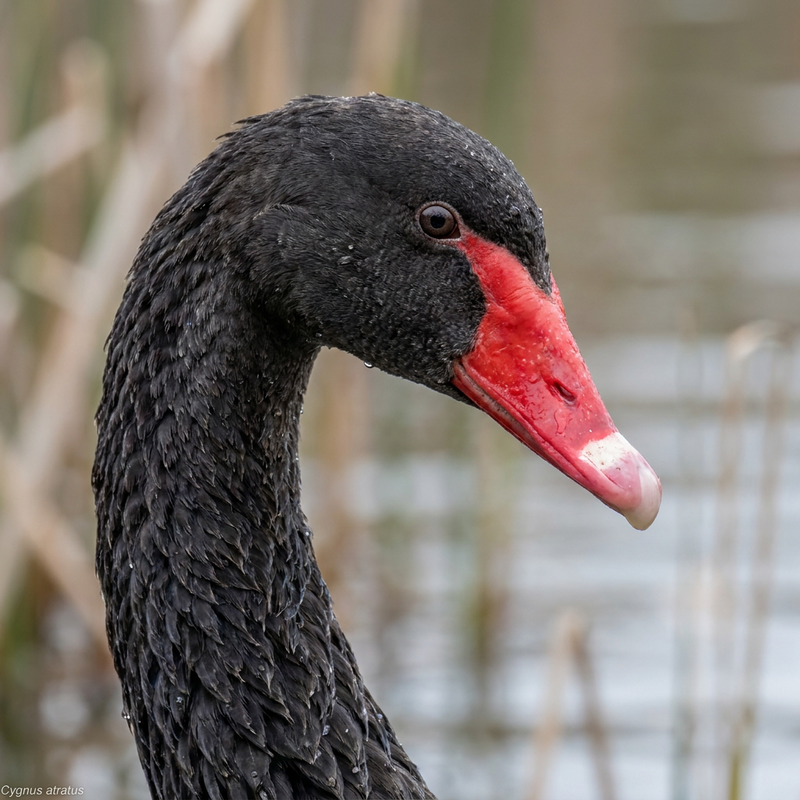 cigno in lutto