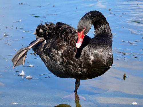 cigno in lutto — Bild 3