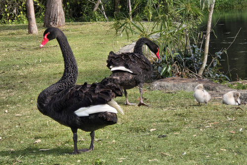 cigno in lutto — Bild 4