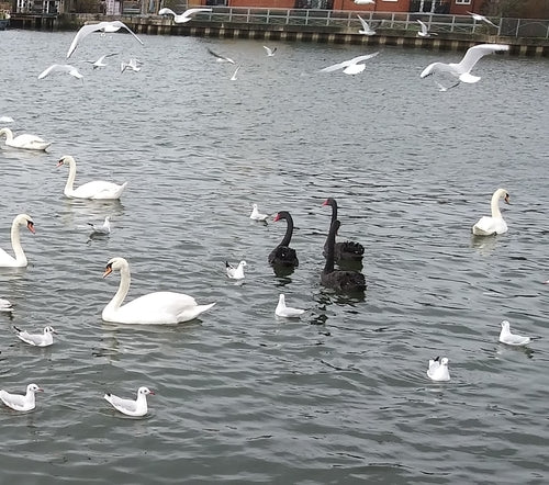 cigno in lutto — Bild 2