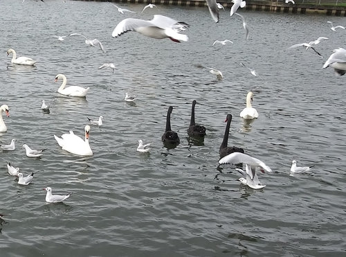 cigno in lutto — Bild 1