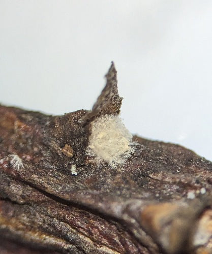 Trichothecium roseum — Bild 3