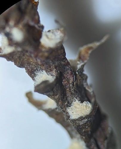 Trichothecium roseum — Bild 2