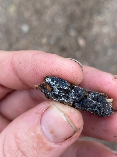 Trichothecium roseum — Bild 1