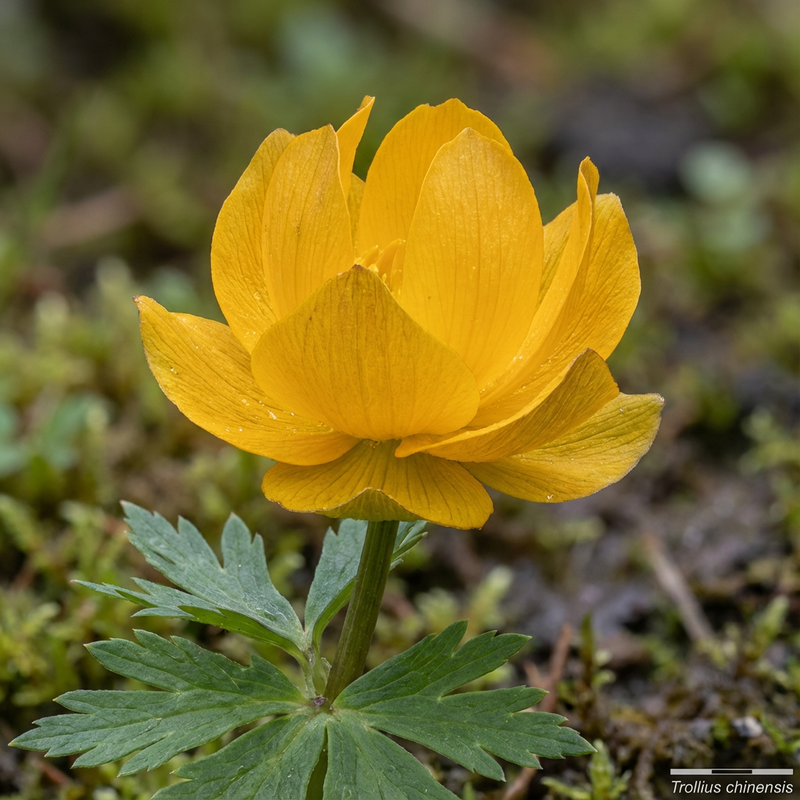 Globeflower