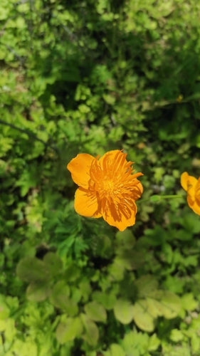 Globeflower — Bild 5