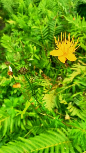 Globeflower — Bild 4
