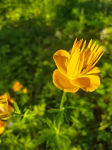 Globeflower — Bild 1