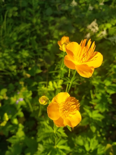 Globeflower — Bild 2
