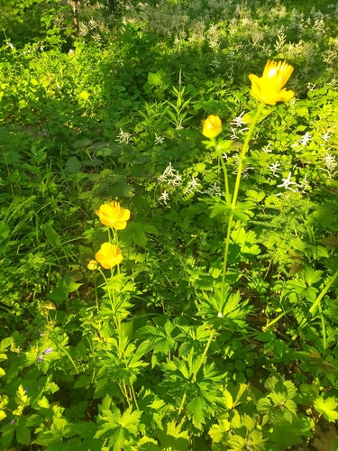 Globeflower — Bild 3