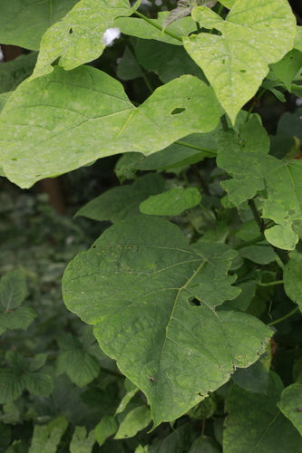 Albero della tromba — Bild 2