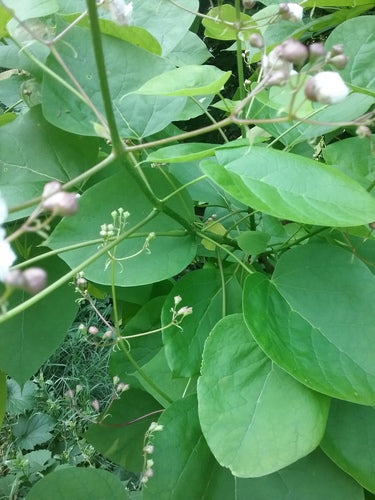 Albero della tromba — Bild 3