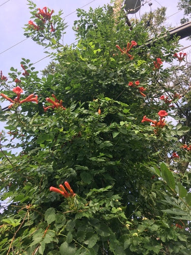 Naturaufnahme - Bild 8