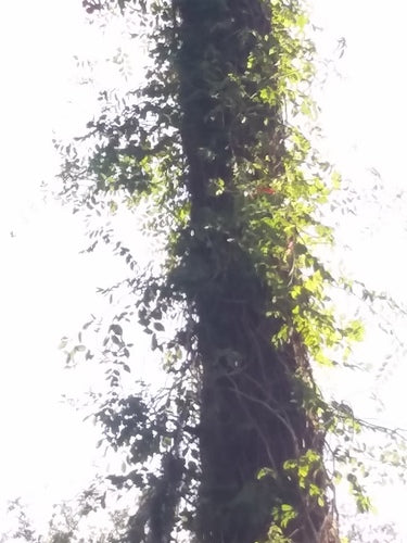 Naturaufnahme - Bild 3