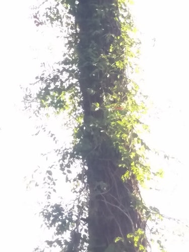 Fiore di tromba — Bild 3