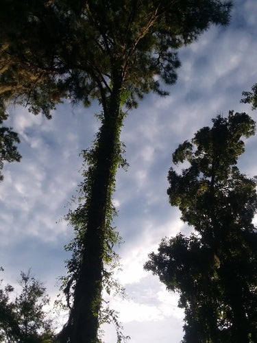 Naturaufnahme - Bild 5