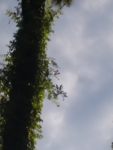 Fiore di tromba — Bild 1
