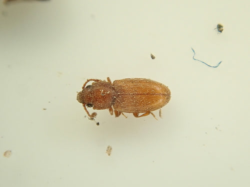 Scarabeo della muffa tropicale — Bild 3