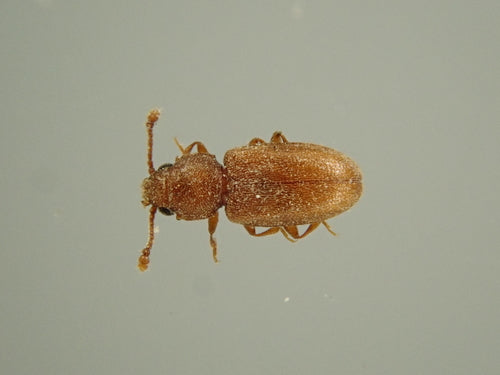 Scarabeo della muffa tropicale — Bild 2