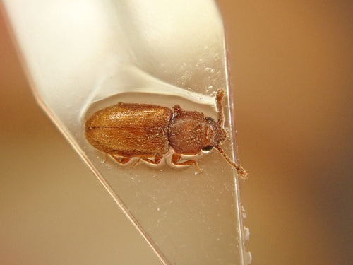 Scarabeo della muffa tropicale — Bild 1