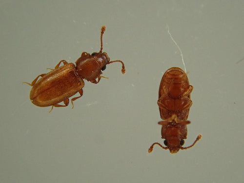 Scarabeo della muffa tropicale — Bild 5