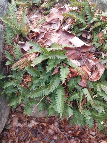 Felce maculata — foto 2 di 9