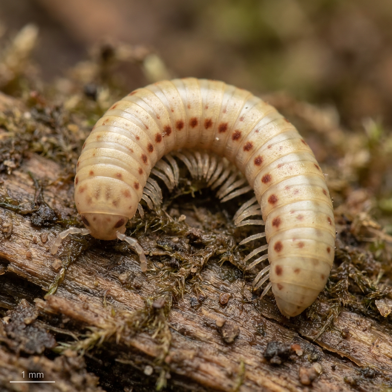 Millepiedi maculato