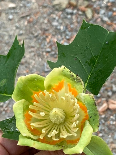 Tulipani — Bild 3