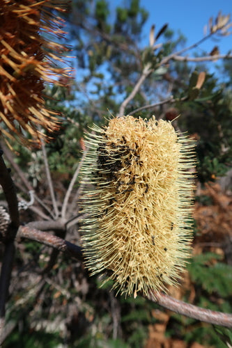 Banksia costiera — foto 1 di 8