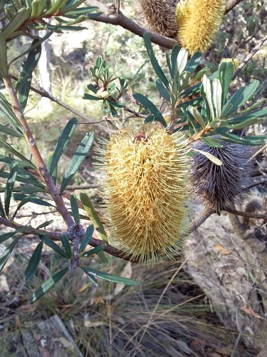 Banksia costiera — foto 5 di 8