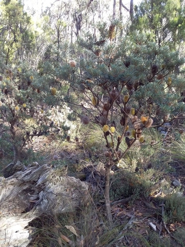 Banksia costiera — foto 4 di 8